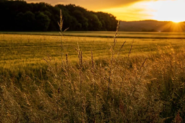 Una Hermosa Vista Campo Con Hierba Fresca Durante Amanecer — Foto de Stock