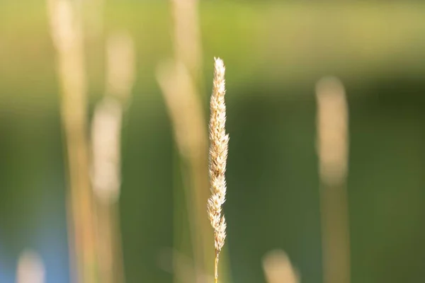 Single blade of wild grass with others grasses blurred in the background.