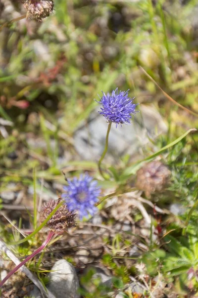 A vertical shot of a blue bonnet flower in Dursey island, Ireland