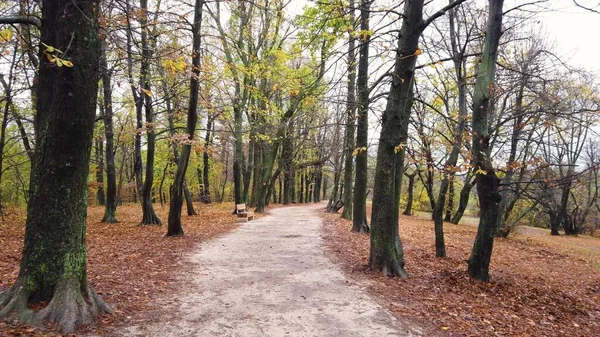 Ormanda Güzel Bir Sonbaharda Macaristan Harmashatar Hegy Yolunda Yürüyorum — Stok fotoğraf