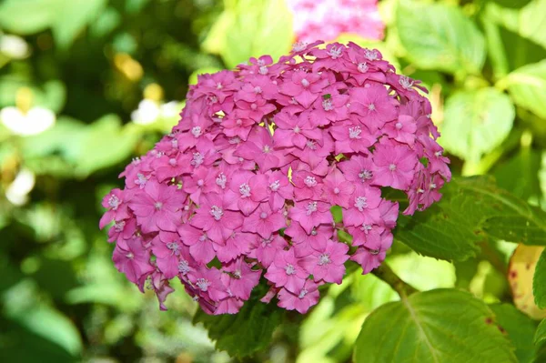 Grupo Lindas Flores Hortênsia Francesa Cercadas Por Folhas Brilhantes Jardim — Fotografia de Stock