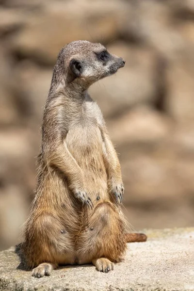一个叫Meerkat的动物 有日光浴 坐在岩石上 — 图库照片