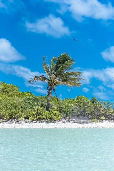 Paradise Island Beach Palm Jasny Turkusowy Ocean Woda Polinezji Francuskiej — Zdjęcie stockowe