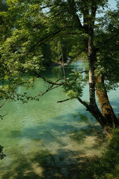Uma Vista Deslumbrante Água Cristalina Árvore Idílica Rio Mangfall Perto — Fotografia de Stock