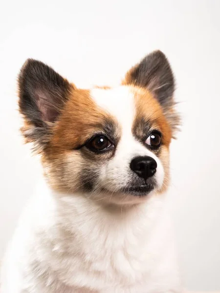 Portret Van Schattige Pluizige Puppy Van Pomeranian Spitz Kleine Lachende — Stockfoto