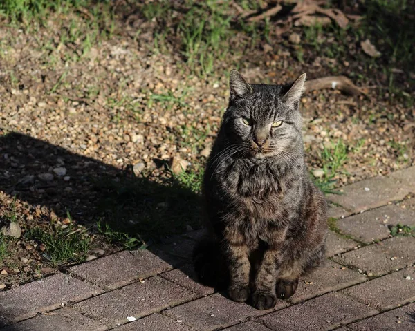 Close Gato Cinza Uma Estrada Tijolos Sob Sol — Fotografia de Stock