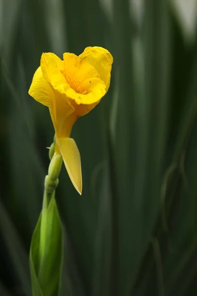 Eine Vertikale Aufnahme Einer Einzigen Goldenen Canna Mit Blättern Hintergrund — Stockfoto