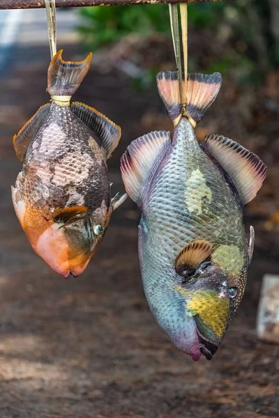 도로에서 팔리고 파랑비늘돔 프랑스의 폴리네시아에 가판대에 생선을 거꾸로 매달아 — 스톡 사진