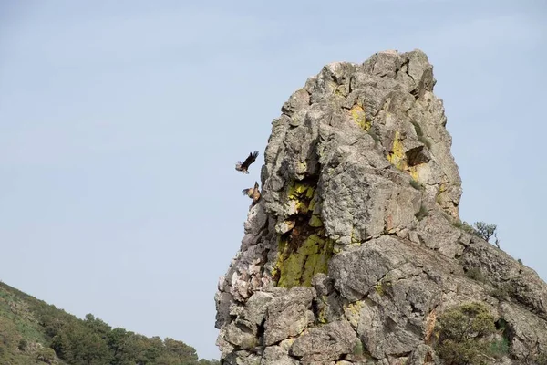 View Griffon Vulture Gyps Fulvus Flying Salto Del Gitano Monfrague — Stock Photo, Image