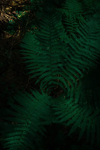 茂密的蕨叶在绿林中的特写 — 图库照片