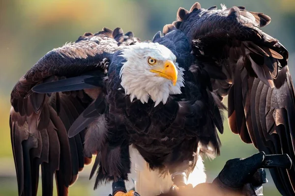 Bald Eagle Sitting Black Glove Open Wings Closeup Shot — Stock Photo, Image