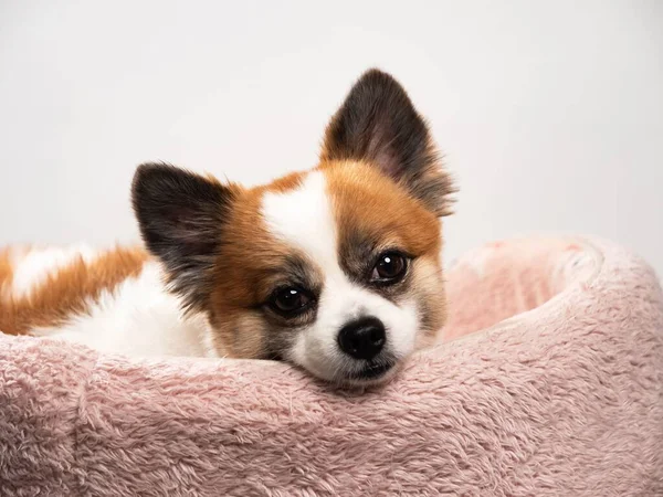 Portrait Cute Fluffy Puppy Pomeranian Spitz Little Smiling Dog Lying — Stock Photo, Image