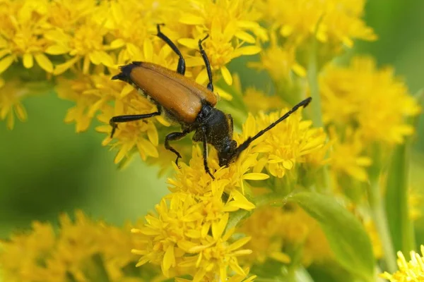 Closeup Tawny Longhorn Beetle Paracorymbia Fulva Sitting Yellow Goldenrod Flower — Stock Photo, Image