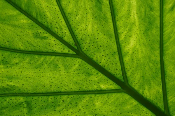 緑の葉の質感のマクロショット — ストック写真