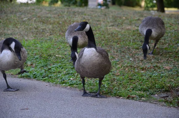 Closeup Wild Canadian Geese Walking Grass Park — Stock Photo, Image
