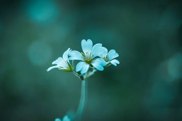 Tiro Foco Seletivo Pequenas Flores Silvestres Brancas — Fotografia de Stock