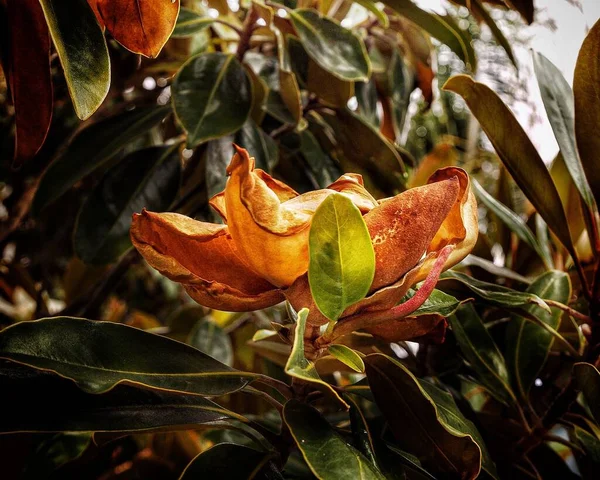 Parkta Bir Magnolia Nın Yakın Çekimi — Stok fotoğraf