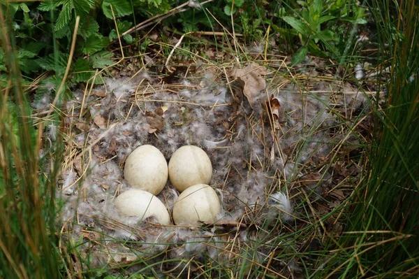 Closeup Eggs Nest Green Grass — Stock Photo, Image