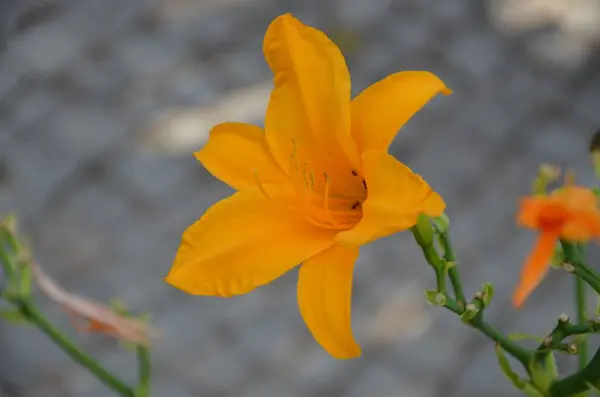 Närbild Vacker Ljusgul Blommande Liljekonvalj Trädgård — Stockfoto
