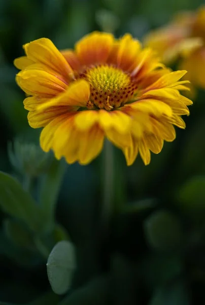 Primer Plano Gaillardia Flor Manta Jardín —  Fotos de Stock