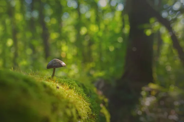 Tiny mushroom growing from moss in the forest. Forest therapy concept.