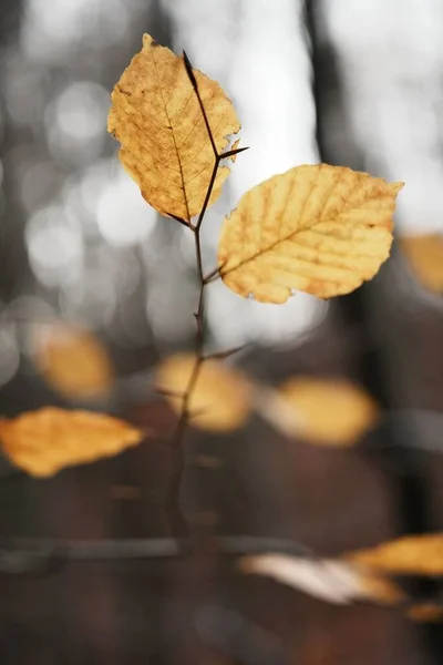 Vertical Shot Golden Autumn Leaf — Stock Photo, Image