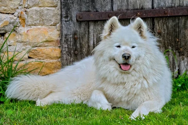 Samojed Bílý Pes Ukazující Jazyk Ležící Zelené Trávě Zblízka Portrét — Stock fotografie