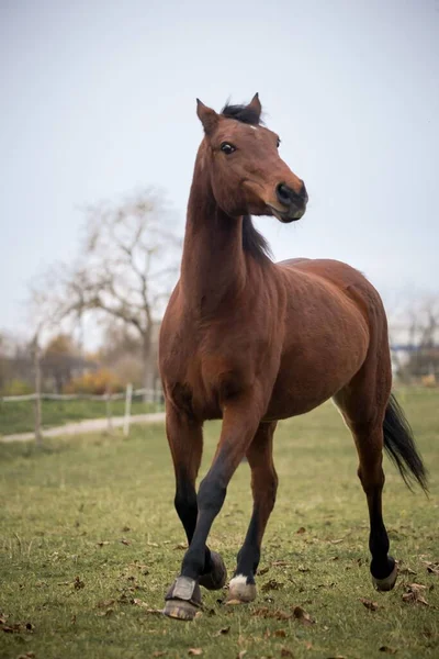 Kahverengi Safkan Bir Atın Gündüz Vakti Dikey Görüntüsü — Stok fotoğraf