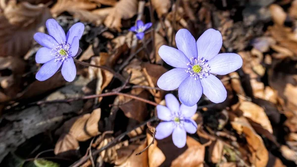 Closeup Shot Violet Hepatica Flowers Forest Spring Sunny Day — Stock Photo, Image
