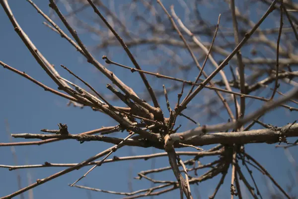 Primo Piano Ramo Albero Senza Foglie Contro Cielo Blu — Foto Stock