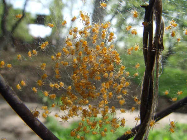 Macro Shot Baby Spiders Web Forest — Stock Photo, Image
