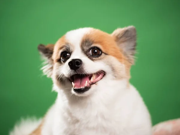 Portrait Cute Fluffy Puppy Pomeranian Spitz Little Smiling Dog Lying — Stock Photo, Image