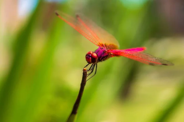 Karmozijnrode Moeraszweefvlieg Een Roze Libelle Punt Van Een Blad — Stockfoto