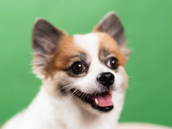 Portrait Chiot Moelleux Mignon Spitz Poméranien Petit Chien Souriant Couché — Photo