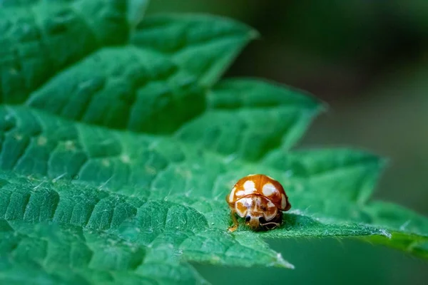 一只小瓢虫在日光下栖息在绿叶表面的特写镜头 — 图库照片