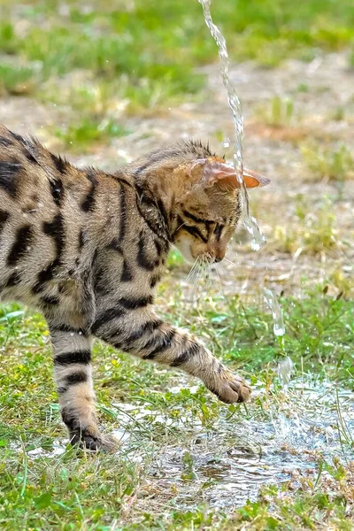 Gato Bengala Rayas Taquigrafía Jugando Con Corriente Agua — Foto de Stock