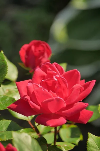 庭に満開のダブルノックアウト赤いバラの垂直クローズアップショット — ストック写真