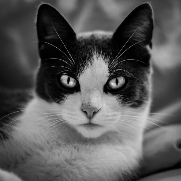 一只眼睛闪闪发光的猫的肖像 — 图库照片
