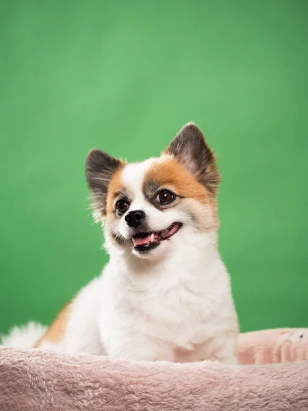 Retrato Filhote Fofo Bonito Spitz Pomerano Pequeno Cão Sorridente Deitado — Fotografia de Stock