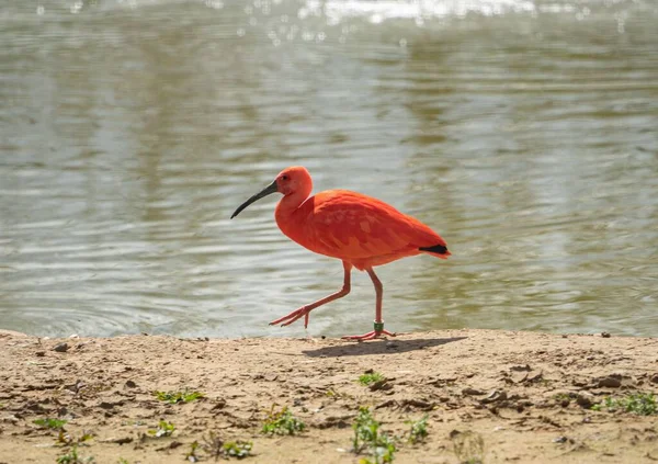 Kaunis Vaaleanpunainen Scarlet Ibis Kävely Lähellä Merimaisemaa — kuvapankkivalokuva