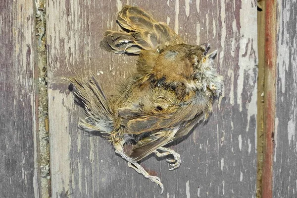 Sebuah Close Dari Burung Mati Pada Papan Kayu Alam — Stok Foto