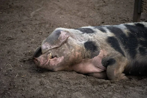 Primer Plano Bentheim Cerdo Negro Espiado Durmiendo Suelo — Foto de Stock