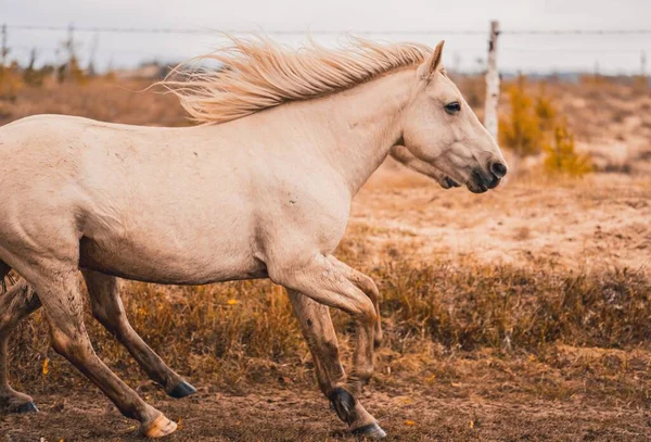 Majestätisk Vild Perlino Häst Galopperar Ett Gyllene Fält Kina Med — Stockfoto
