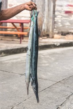 Çöp balığı, Terre-de-Bas 'ta balıkçı, Guadeloupe' de Les Saintes.