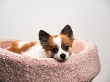 Pomeranian Spitz 'in sevimli pofuduk köpeğinin portresi. Beyaz arka planda yatan gülümseyen küçük bir köpek. Metin için alanı kopyala.