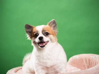 Pomeranian Spitz 'in sevimli pofuduk köpeğinin portresi. Yeşil arka planda yatan gülümseyen küçük bir köpek. Metin için alanı kopyala.