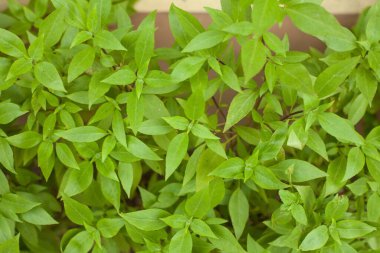 Birçok Ayurvedic ilacı fesleğen bitkisinden hazırlanır..