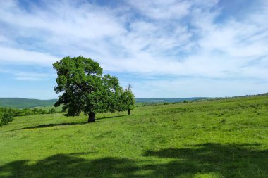 Parlak bulutlu gökyüzünün altında tek başına duran ağaçla dolu bir vadide canlı yeşil çimenler.