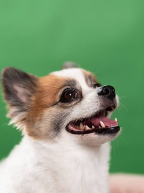 Pomeranian Spitz 'in sevimli pofuduk köpeğinin portresi. Yeşil arka planda yatan gülümseyen küçük bir köpek. Metin için alanı kopyala.