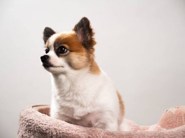 Pomeranian Spitz 'in sevimli pofuduk köpeğinin portresi. Beyaz arka planda yatan gülümseyen küçük bir köpek. Metin için alanı kopyala.